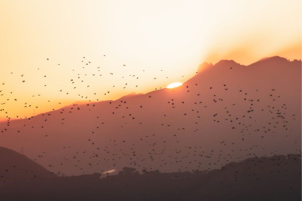 kalong island bats flying around komodo