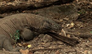 Planning a trip in komodo island trekking adventure